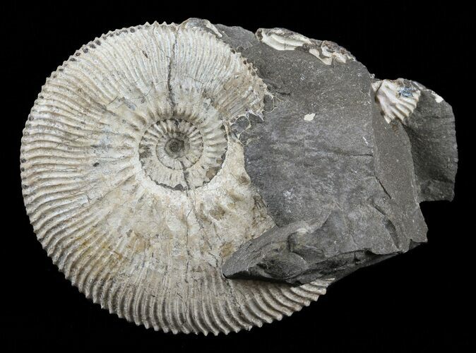 Wide Kosmoceras Ammonite in Matrix - England #60298